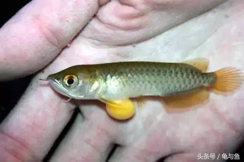 过背金龙鱼成长记录,过背金龙鱼1个月能长多少