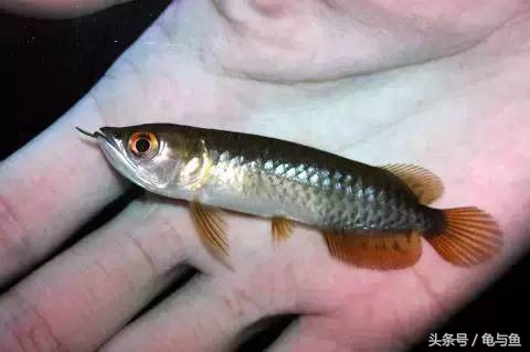 过背金龙鱼成长记录,过背金龙鱼1个月能长多少