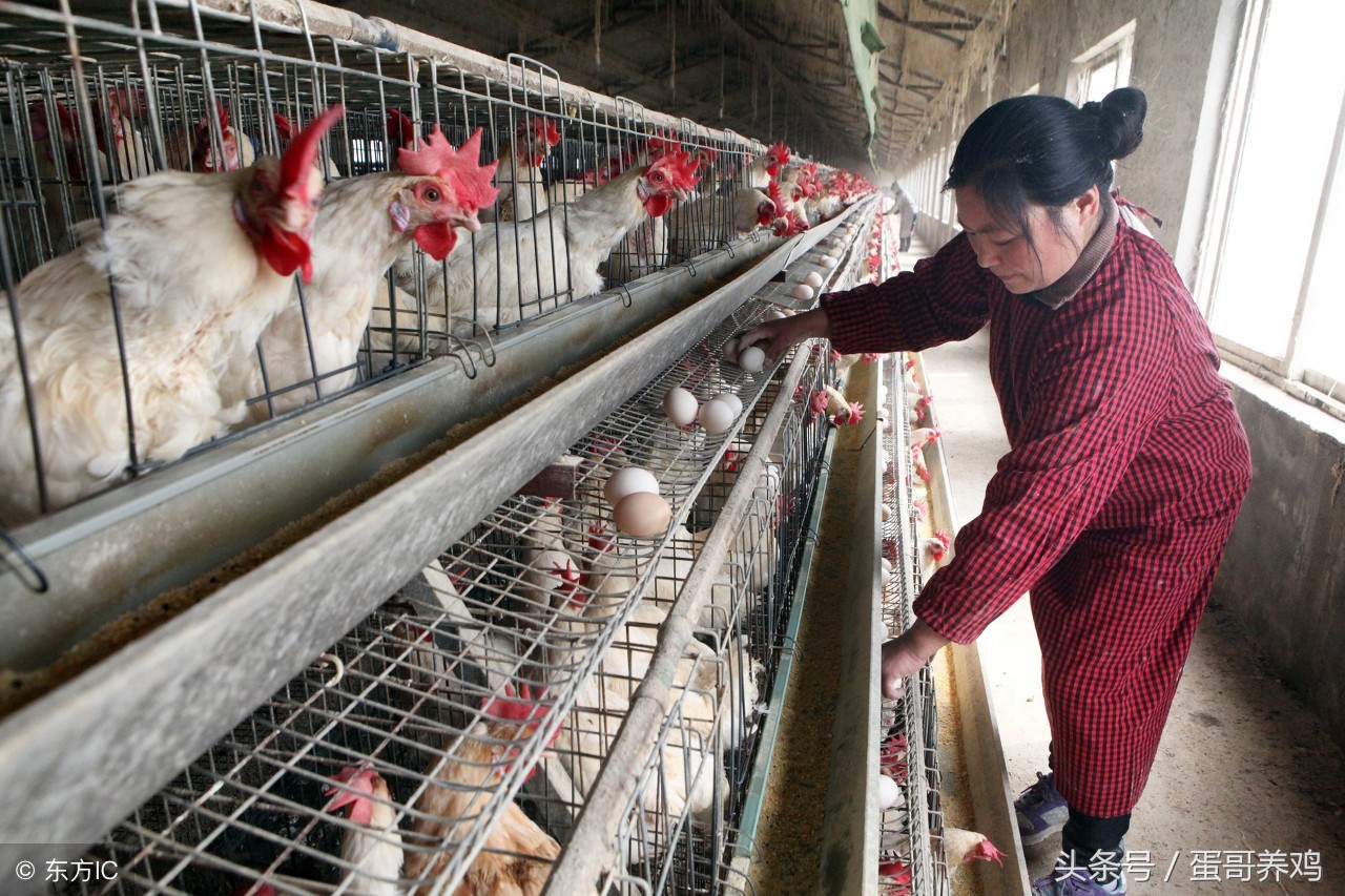 产蛋量下降如何防控,蛋鸡产蛋率下降的表现