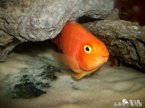 黄鹦鹉鱼和红鹦鹉鱼哪个好,白色鹦鹉鱼和黑白条鹦鹉鱼