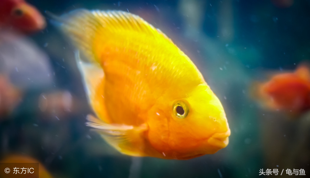 黄鹦鹉鱼和红鹦鹉鱼哪个好,白色鹦鹉鱼和黑白条鹦鹉鱼