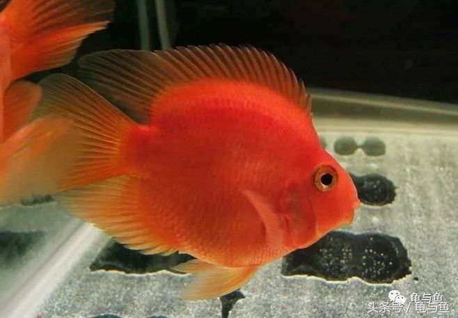 母鹦鹉鱼和公鹦鹉鱼的区别,黄鹦鹉鱼和红鹦鹉鱼哪个好
