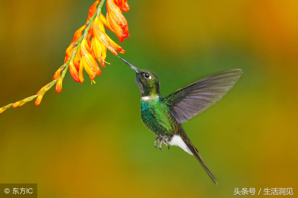 要想有出息凡事靠自己,要想有出息头上必须戴点绿