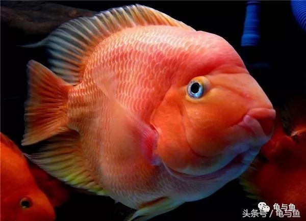 鹦鹉鱼和财神鹦鹉鱼的区别,起头鹦鹉鱼介绍