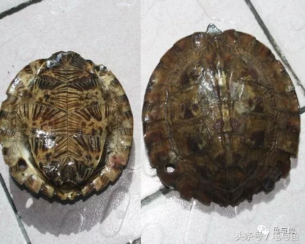 常见龟寿命,盘点最常见的龟它们的寿命是多少