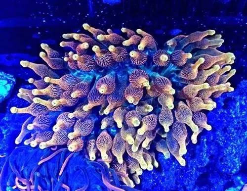 奶嘴计划基础知识,奶嘴的介绍话术