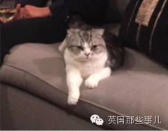 霉霉和她的猫咪,霉霉两只猫叫什么名字