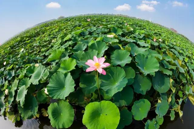 暗黑系石楠花退场的夏天,谁才是武汉新一轮的夏花担当?