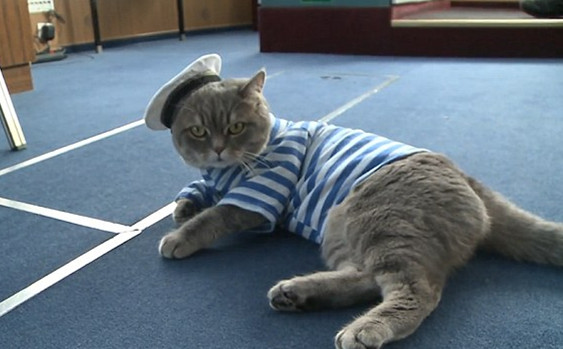 猫船长,魔性猫船长