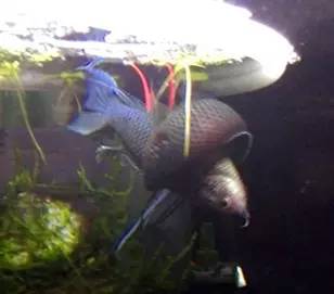 血脉奋“斗”历程--国斗繁殖实录(1)生命的起源