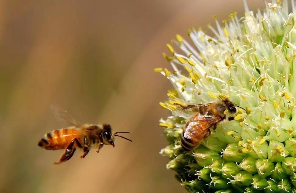 赞美蜜蜂采蜜的古诗,蜜蜂辛苦采蜜古诗词