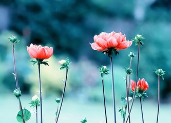 位似图形的画法例题,空间图形教学策略