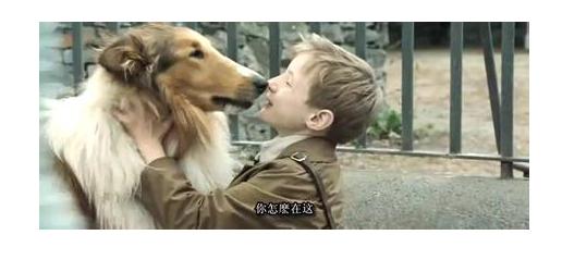 导盲犬小q动漫片影评,导盲犬小q电影总结