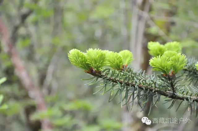 墨脱徒步攻略,墨脱雪山到热带雨林