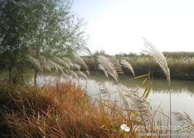 西安灞河钓鱼钓点,灞河路亚白条的钓点