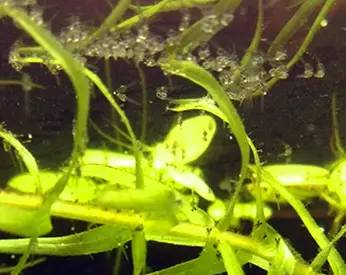 血脉奋“斗”历程--国斗繁殖实录(1)生命的起源