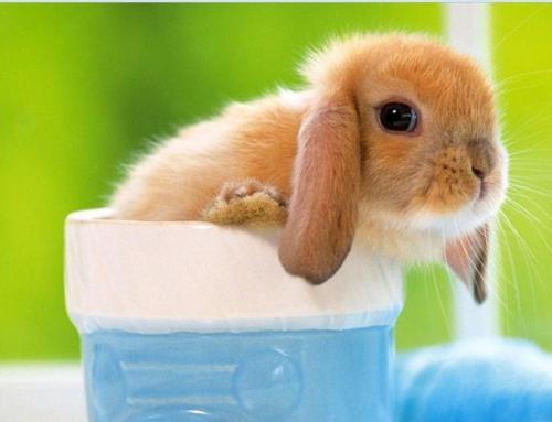 农村空房养殖什么最赚钱,农村创业种养殖什么好