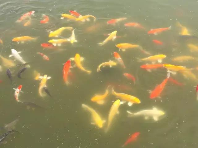 山东德百温泉旅游小镇,山东德州德百温泉度假村