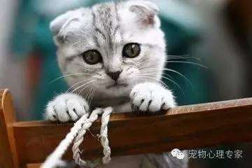 应粉丝要求：各类猫猫在北上广的报价，其他城市可以参考