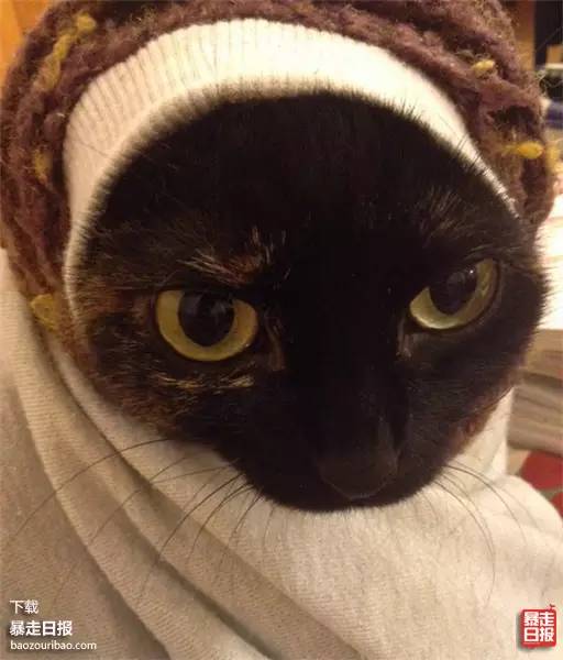 猫突然不见了该怎么办,早上喂猫发现猫不见了