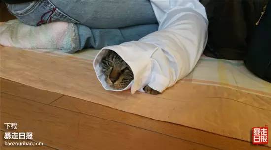 猫突然不见了该怎么办,早上喂猫发现猫不见了