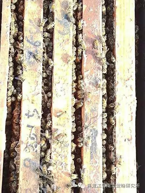 养蜂的蜜蜂是怎样变成蜂王的 (养蜜蜂的蜂农是怎样养蜂的)