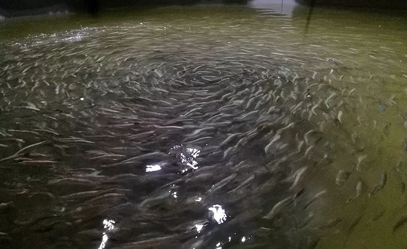 日本养殖银鲑鱼,淡水鲑鱼养殖