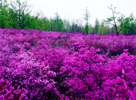 为什么阿尔山是欧洲风格,阿尔山为什么有国门