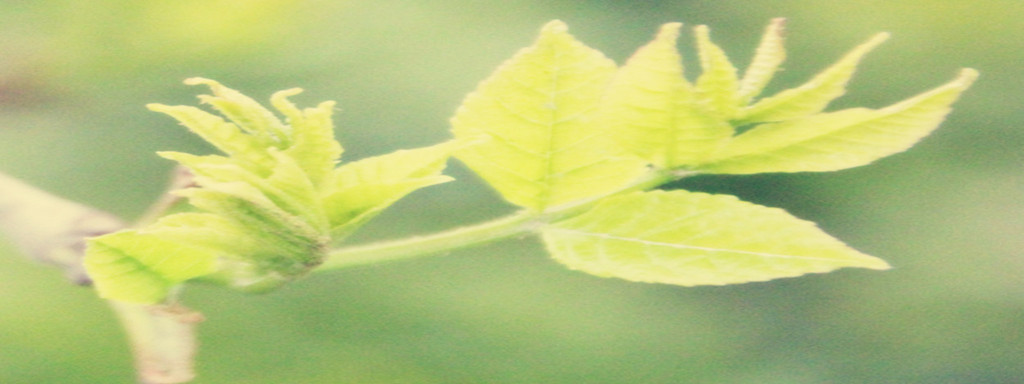 一片叶子的现代诗,一片叶子诗句