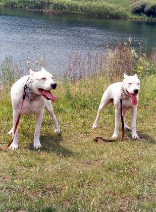 杜高犬如何饲养,杜高犬冬天怎么度过