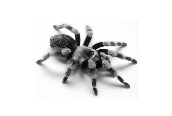 什么样的蜘蛛可以养,养常见的蜘蛛