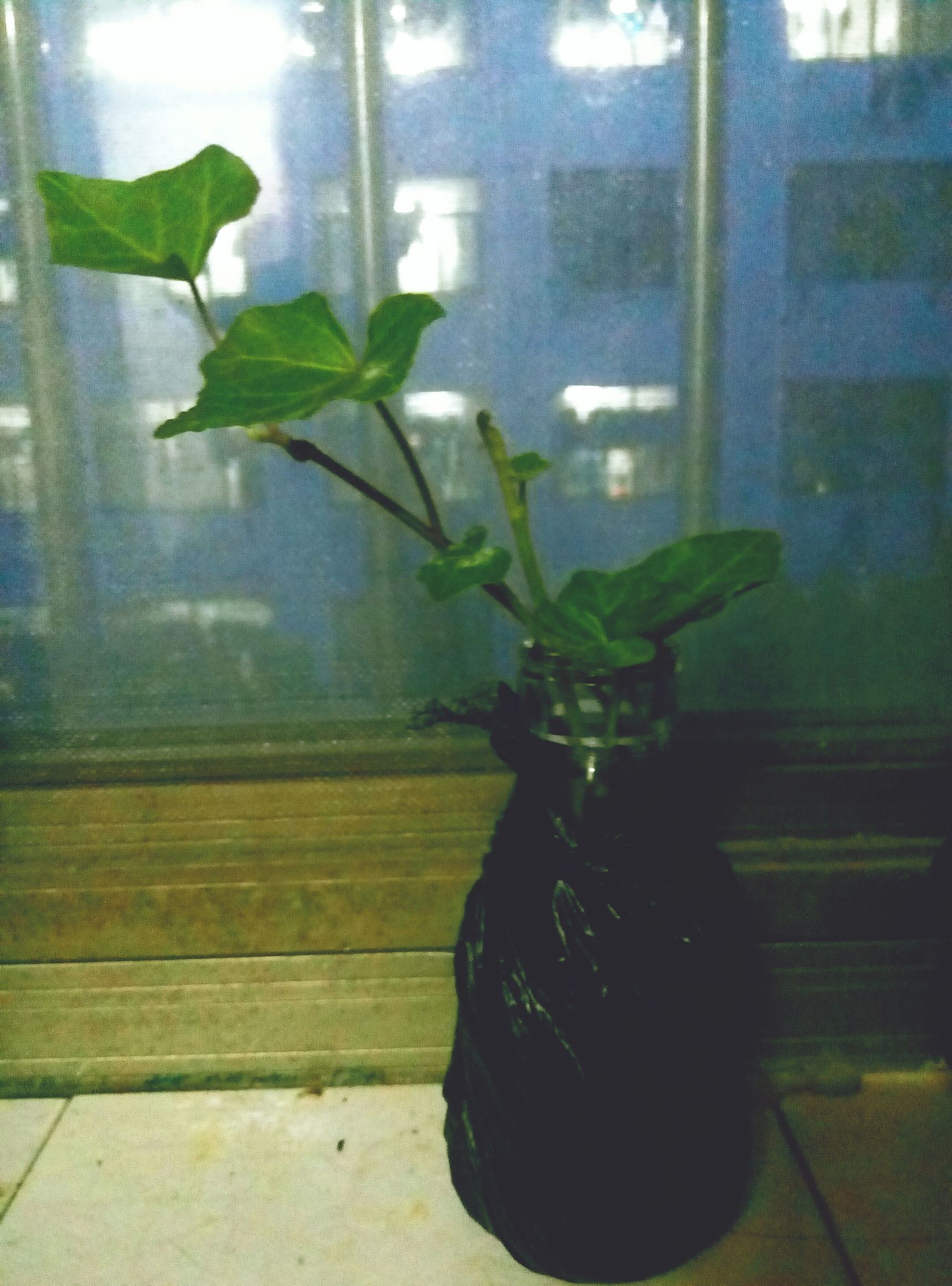 净化空气最佳植物常春藤,净化空气常春藤