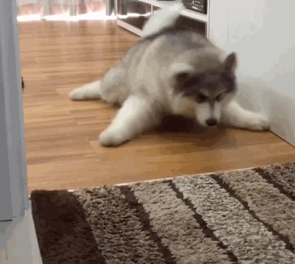 终点就在眼前！懒懒哈士奇却用“毛毛虫蠕动法”过去