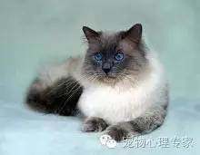 应粉丝要求：各类猫猫在北上广的报价，其他城市可以参考