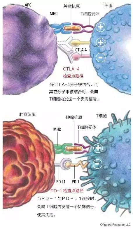 癌症免疫细胞治疗有哪些,获得诺贝尔医学奖的待遇
