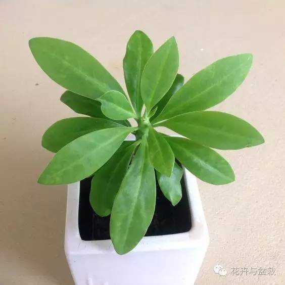 麒麟掌有毒吗用啥能解毒,麒麟掌有毒吗误食了怎么办