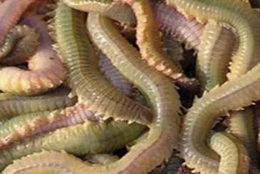 这些“恶心”的福建美味!恐怕顶级的福建吃货也难以吃到了……