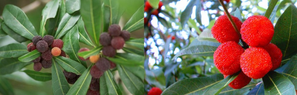 杨梅生虫了还能泡酒吗,杨梅轻微发霉可以吃吗