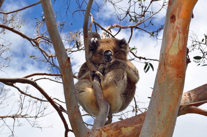 艾思塔的快乐圈—美丽慵懒的澳洲自驾（清新欢快、不能不看哟！直升机、热气球初体验）