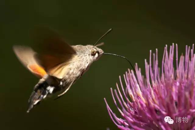 傻傻分不清楚的昆虫界cosplay