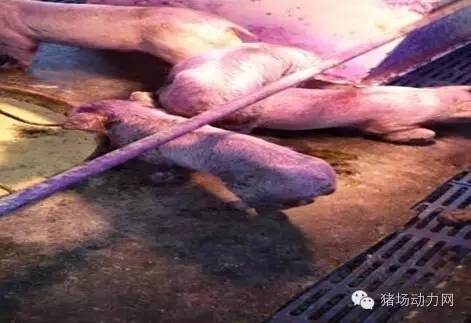 仔猪拉稀灰色的粪便怎么治疗,仔猪拉稀粪便恶臭