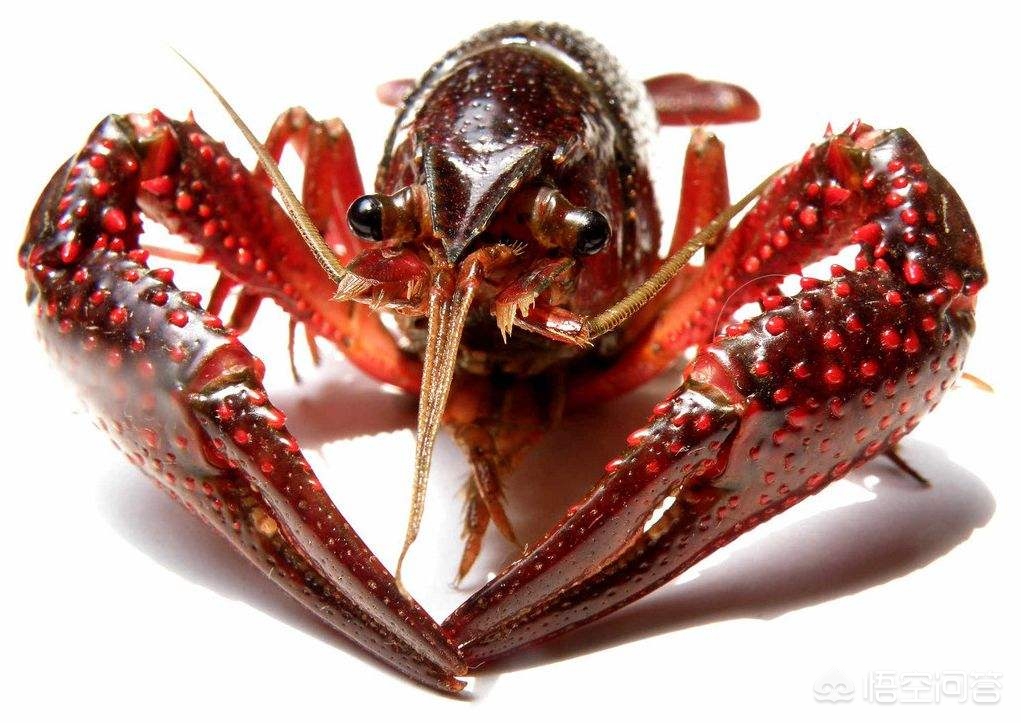 龙虾养殖池塘种什么好,龙虾池塘的水浑浊怎么处理