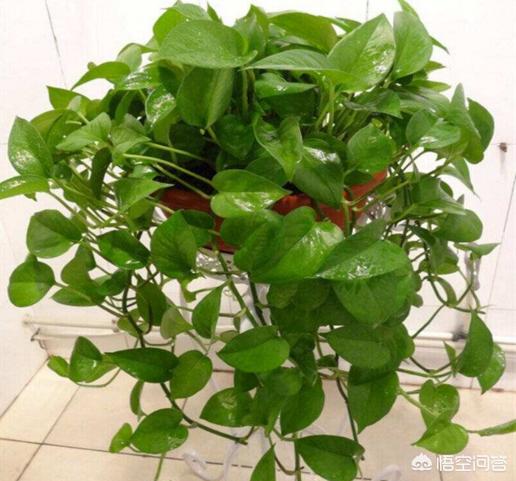 水培盆栽植物栽种方法视频,水培盆怎么种植绿植