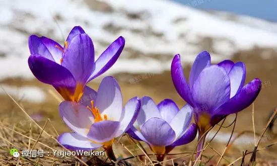 藏红花调理月经补气血祛宫寒,藏红花可以温经祛寒改善月经不调