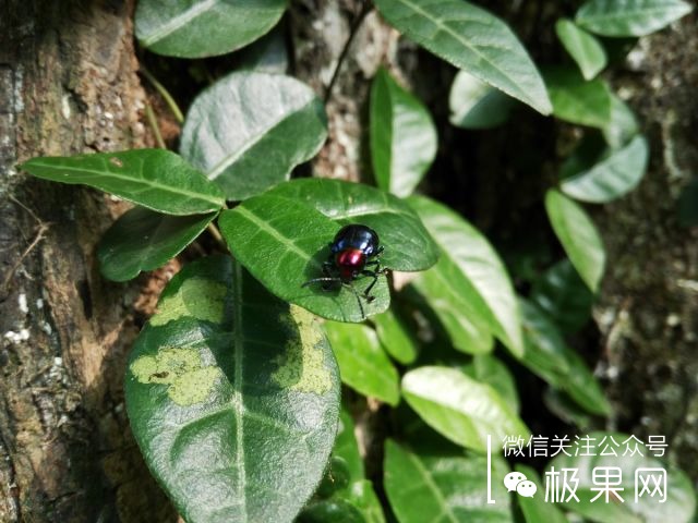 翻转吧摄像头,前后都能照出完美的照片:荣耀7i体验
