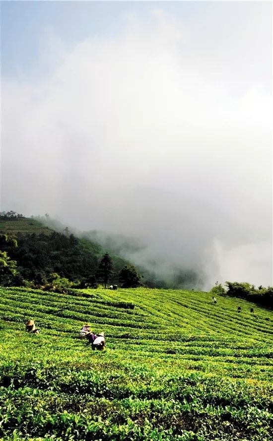 会稽之巅,东阳市婺州东白茶开采节