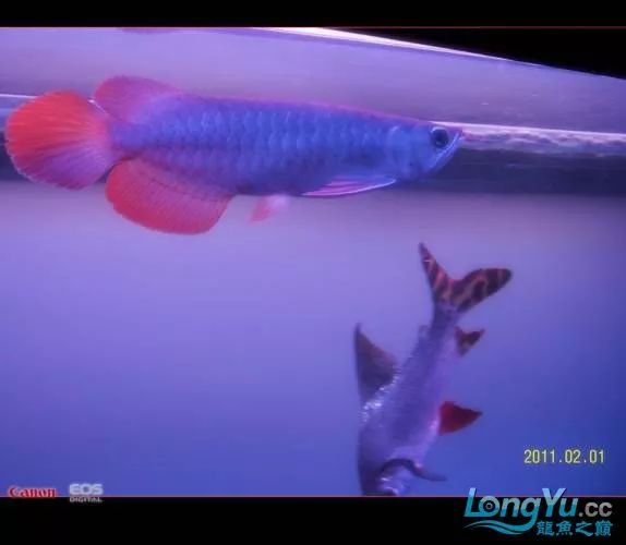 一招教你选龙鱼,龙鱼饲养经验交流