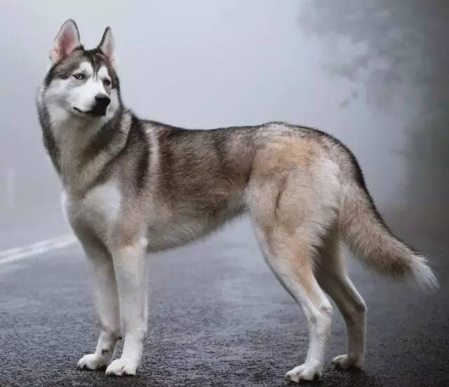 极品丁香色陨石边牧图片,陨石色边牧为什么不建议养