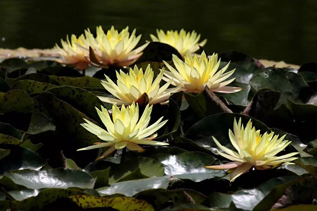 睡莲和荷花的区别在哪,睡莲与荷花有什么区别和联系