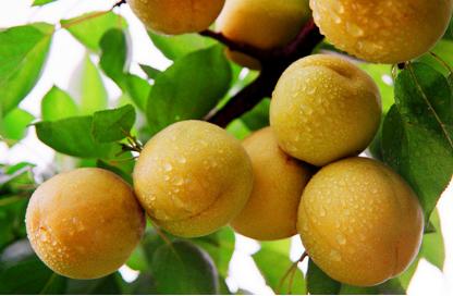 为啥说杏伤人呢,杏伤人是真是假